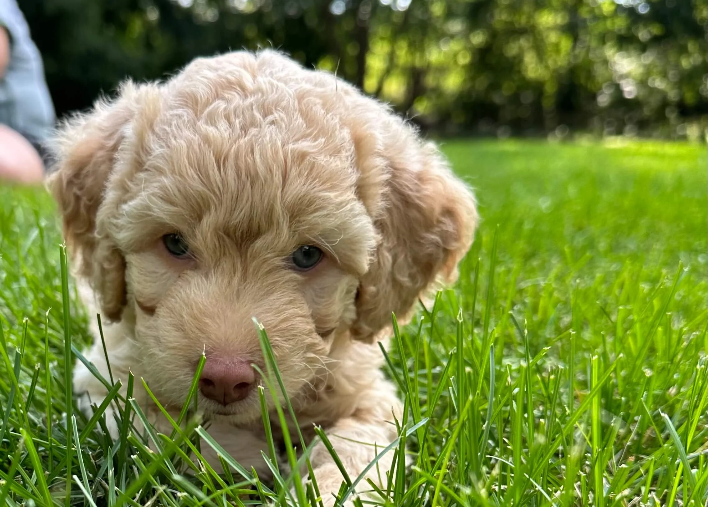 １日11時半迄 【リピート ぽぽっぽ】ドテラ My Cl 15ml CP Labradoodle-pet-insurance-